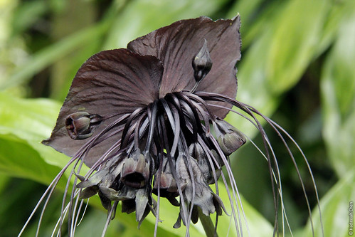 Tacca chantrieri, the Black Bat Lily | It's actually related… | Flickr