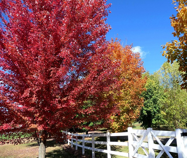 Autumn Colors at the Farm -- HFF!