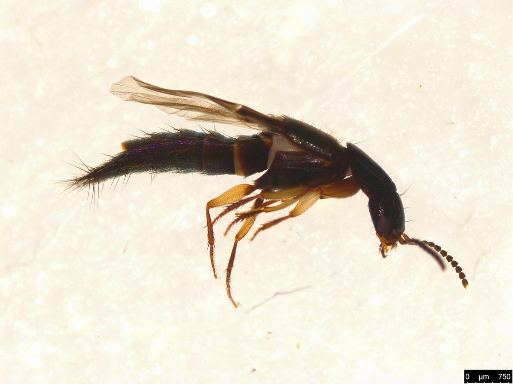 6 - Staphylinidae sp.