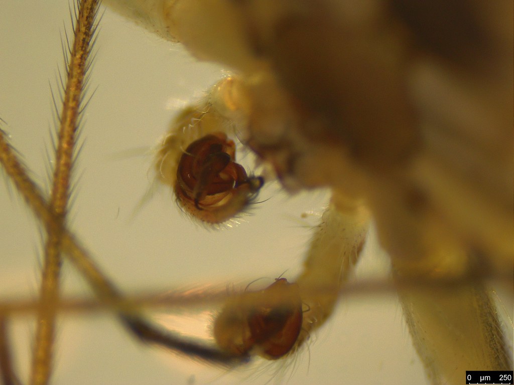15c - Tamopsis sp.