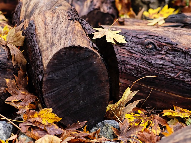 Cut logs and leaves