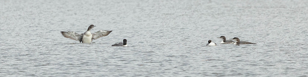 COMMON LOONS