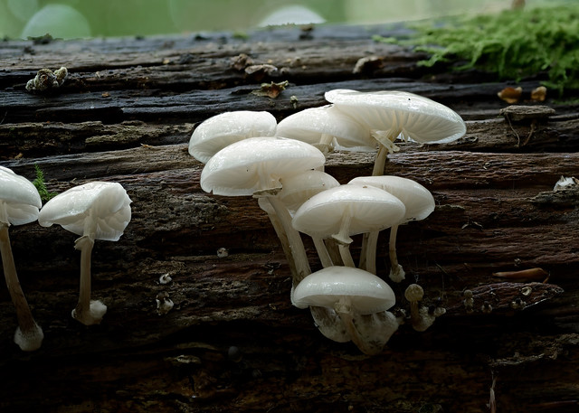 Porcelain Fungus, Ebernoe Common, West Sussex, UK
