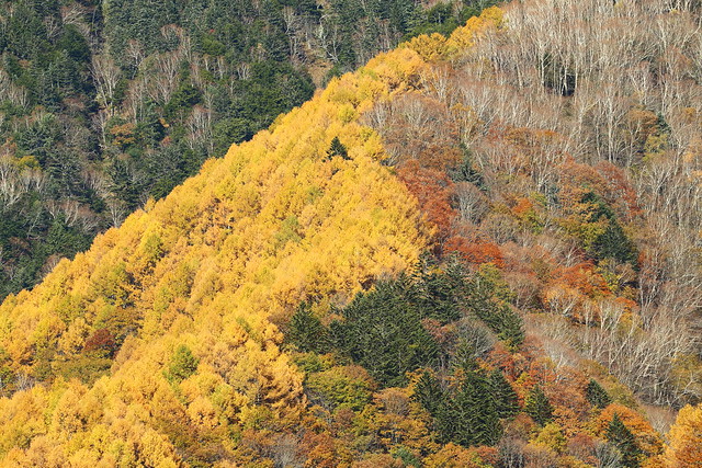 Various trees on the mountain