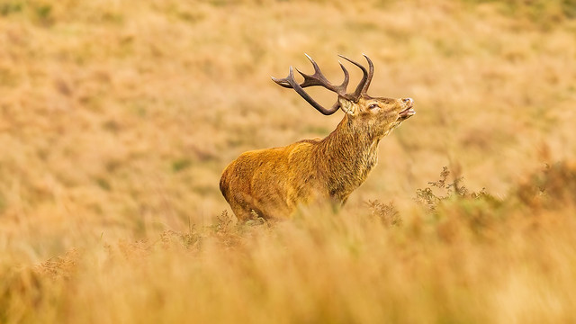 An Exmoor stag scenting