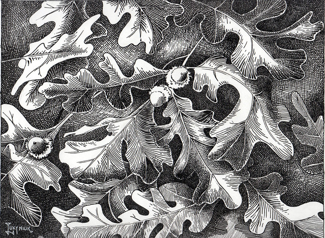 Oak leaves and acorns / Feuilles de chêne et glans