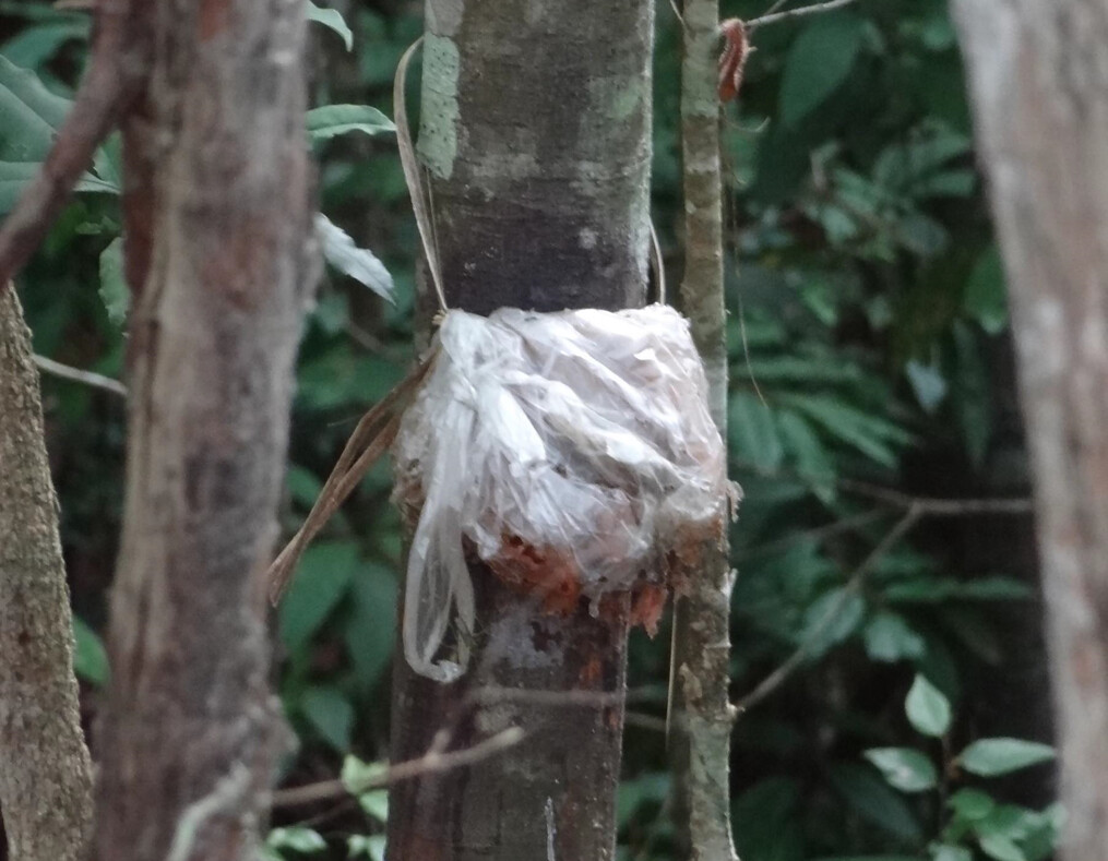 泰國克倫族以嬰兒臍帶掛樹上，從此他的生命就與這棵樹產生連結。圖片來源：戴夫．都柏林博士簡報檔