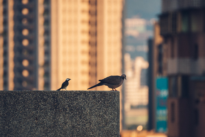 日出台中｜Tamron 70-300mm A047