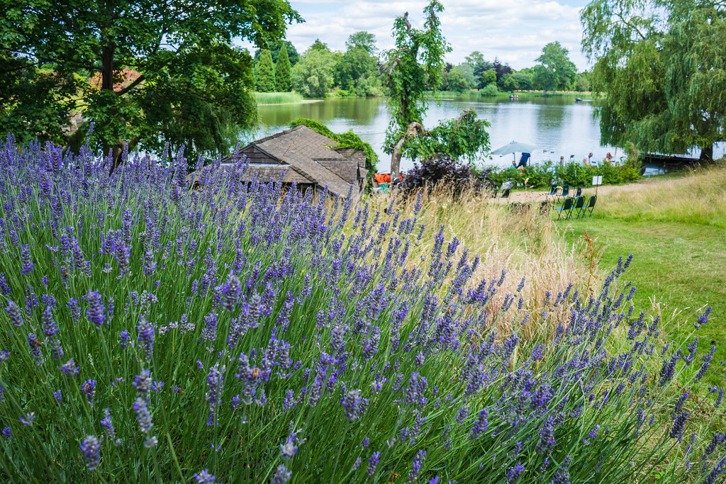 A bush of purple lavender with bumblebees flying around it. In the background there is an panorama of the Hever lake, with a few chairs in front for sunbathing. On the lake there are two boats with people enjoying a leisure row.