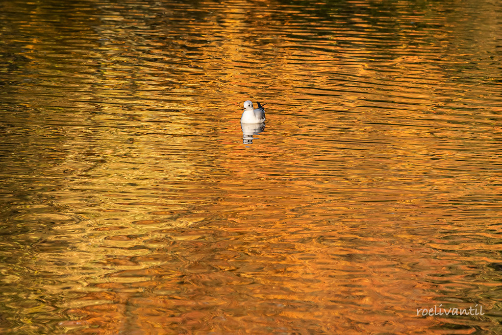 Herfstkleuren / Reflections in autumn colors