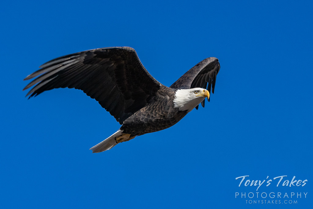 Bald eagle performs a picture-perfect flyby