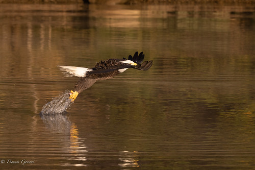virginia action autumn background bird eagle fall flight jamesriver landscape raptor sunrise water wildlife
