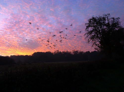 birds starlings avian sunrise cloud sky mackerel common lattoncommon harlow essex