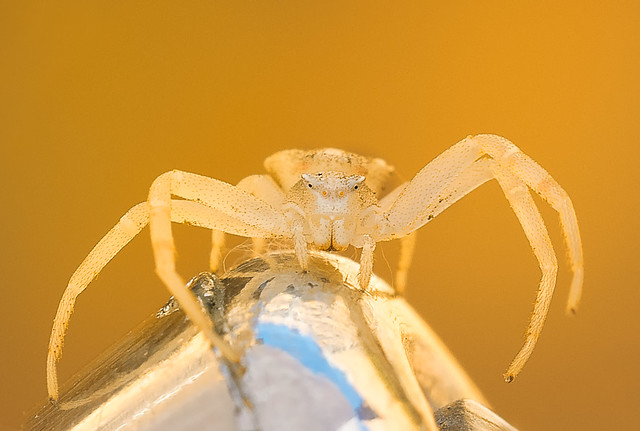 Araña cangrejo blanca