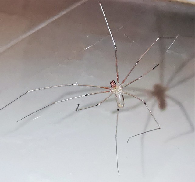 Cellar Spider .. and Ominous Looking Shadow..