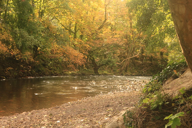 Autumnal Afon Llwyd
