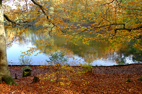keston lakes autumn autumncolours autumnkent beautiful leaves trees england english britain british fuji adamswaine 2020 uk ukcounties counties countryside englishlandscapes seasons naturelovers nature naturesfinest