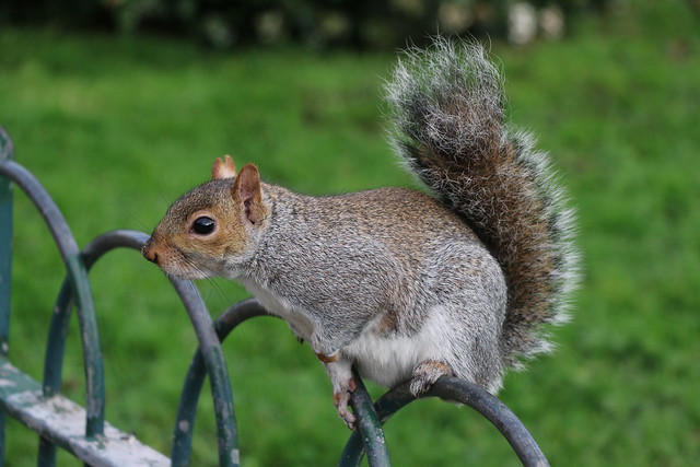 squirrel feeding in a Park in London