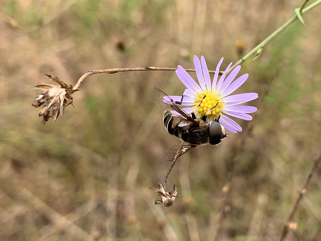 Bee visiting a Fleabane flower