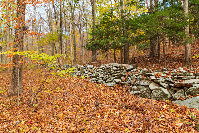 Wall in the Woods