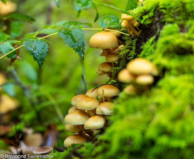 Powell River Mushrooms