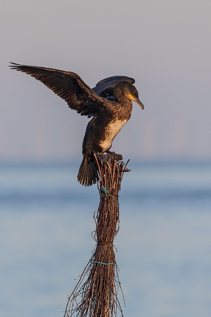 Kormoran (Cormorant)