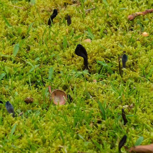 Earth tongues on a mossy lawn