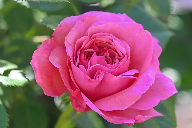 Rosa 'Princess Anne'