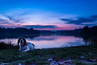 Virginia Water Sunset with Marley