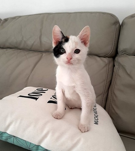 Viki, excepcional gato macho tricolor, activo y cariñoso, nacido en Agosto´20, en adopción. Valencia. ADOPTADO. 50580000128_f7920ee590
