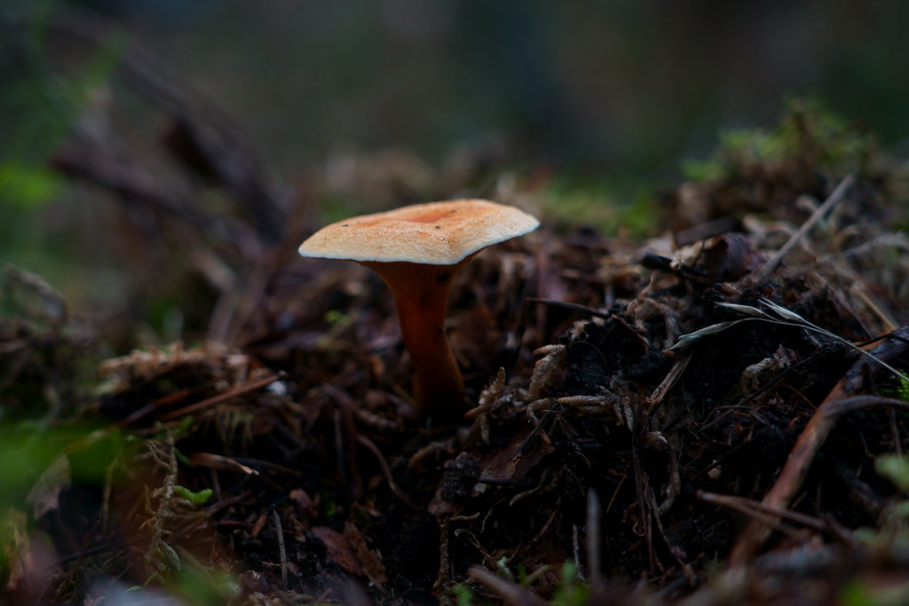 Pilze | im Pfälzerwald | Lutz Blohm | Flickr