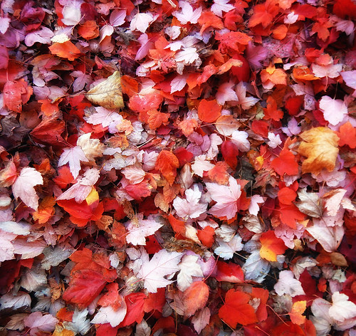 red Maple leaves cover the sidewalk on Granville St in Vancouver run through the photo app Stackables