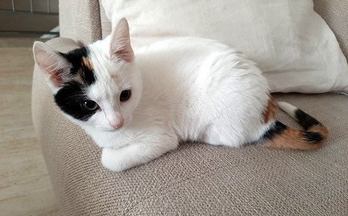 Viki, excepcional gato macho tricolor, activo y cariñoso, nacido en Agosto´20, en adopción. Valencia. ADOPTADO. 50580725616_a14d184b59