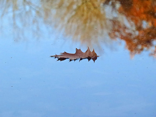 leaf lake autumn glassy floating indiansummer