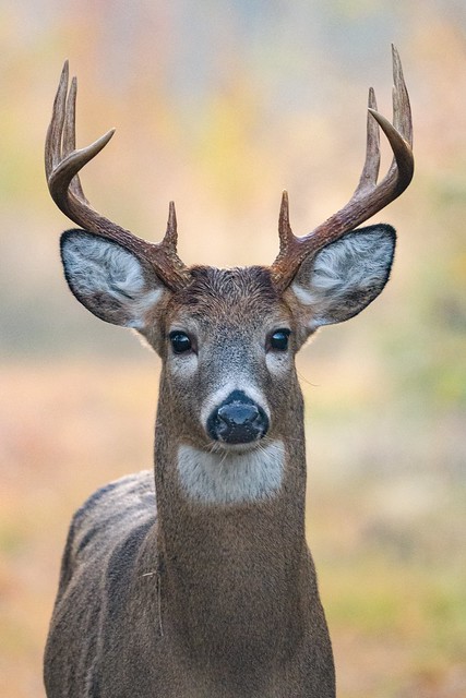 Buck Portrait