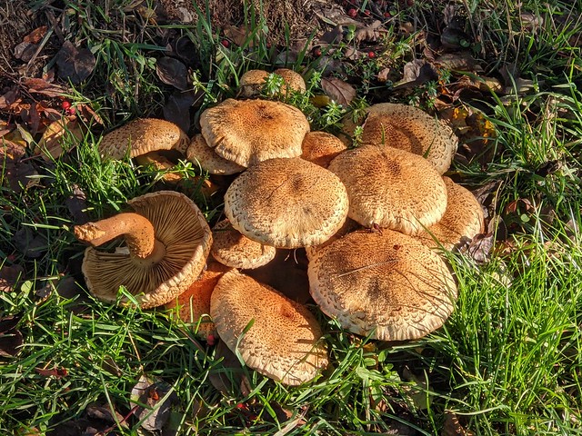 Odenwald- Mushrooms