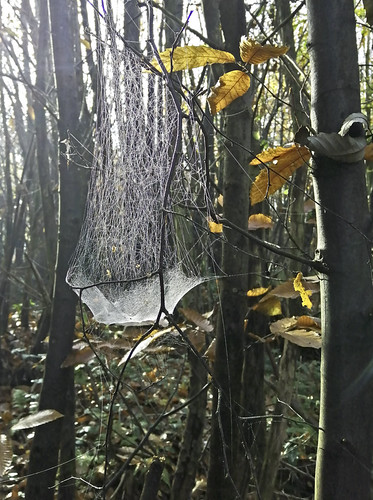Web | by Pixie Pix (Thelms Eye)