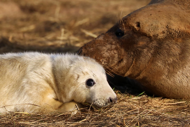 Grey Seal pup & mother cow