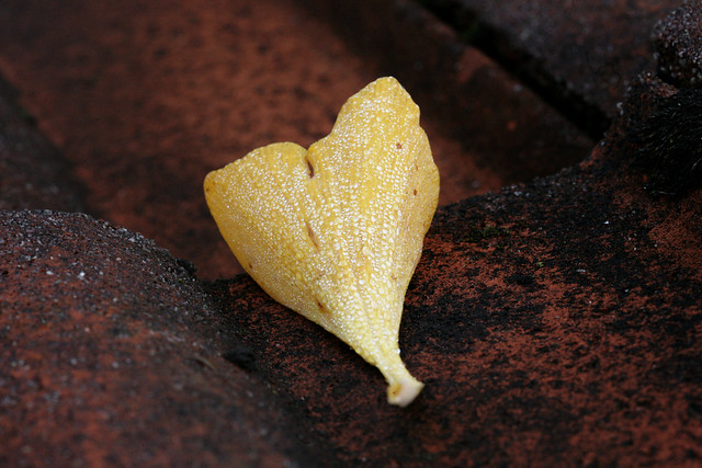 wet ginkgo leaf