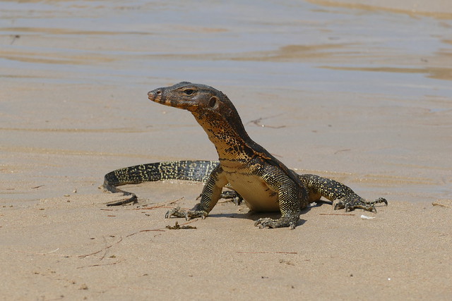 Asian water monitor