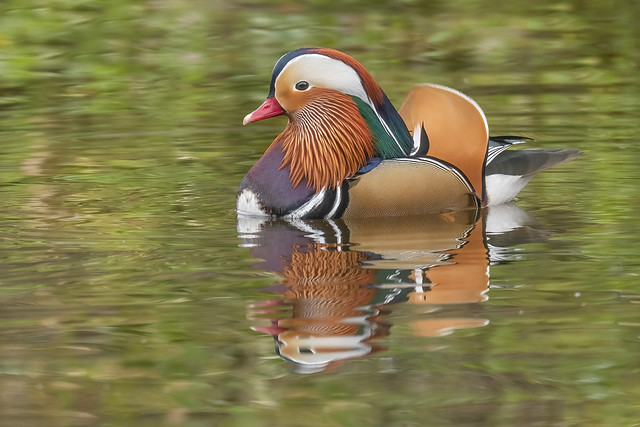 Mandarin Duck - Male