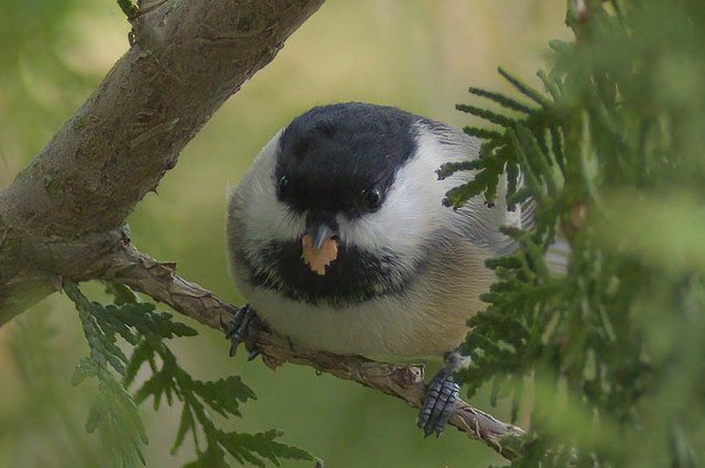 Snack Time!!  Black-Capped Chickadee