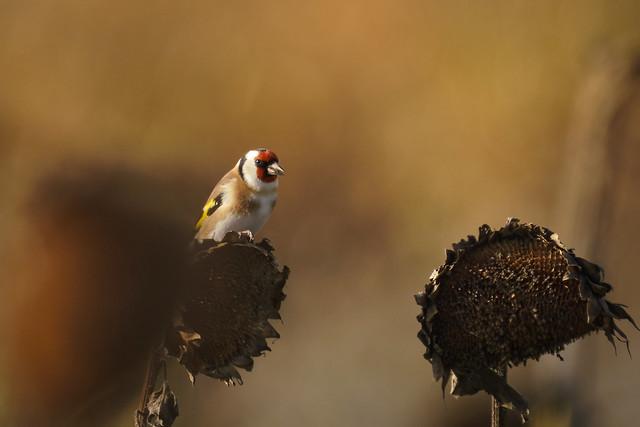 Stieglitz oder Distelfink /  European goldfinch
