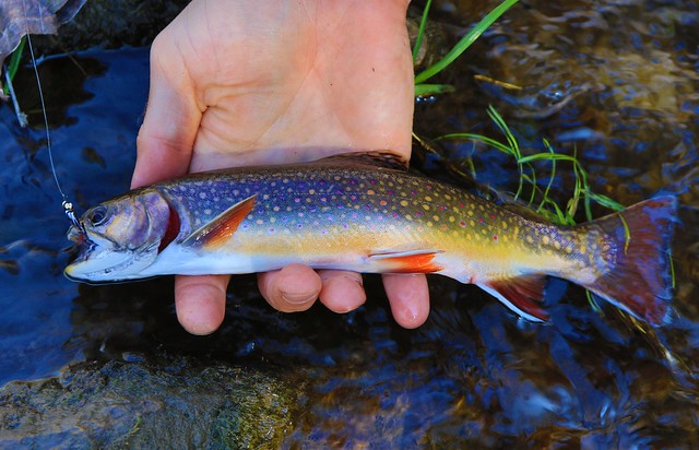 brook trout male in Driftless Region IA 653A1111