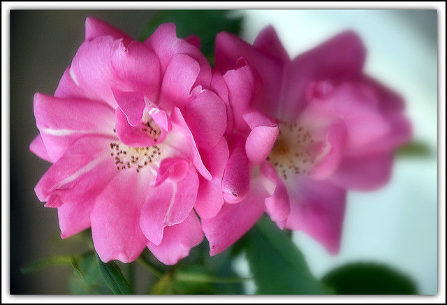 Flower Of The Day - Pink Rose