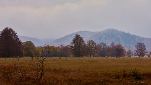gumance klana rijeka primorje primorskogoranska croatia landscape krajolik bojejeseni autumncolors suhatrava drygrass magla fog šuma forest flickrunitedaward