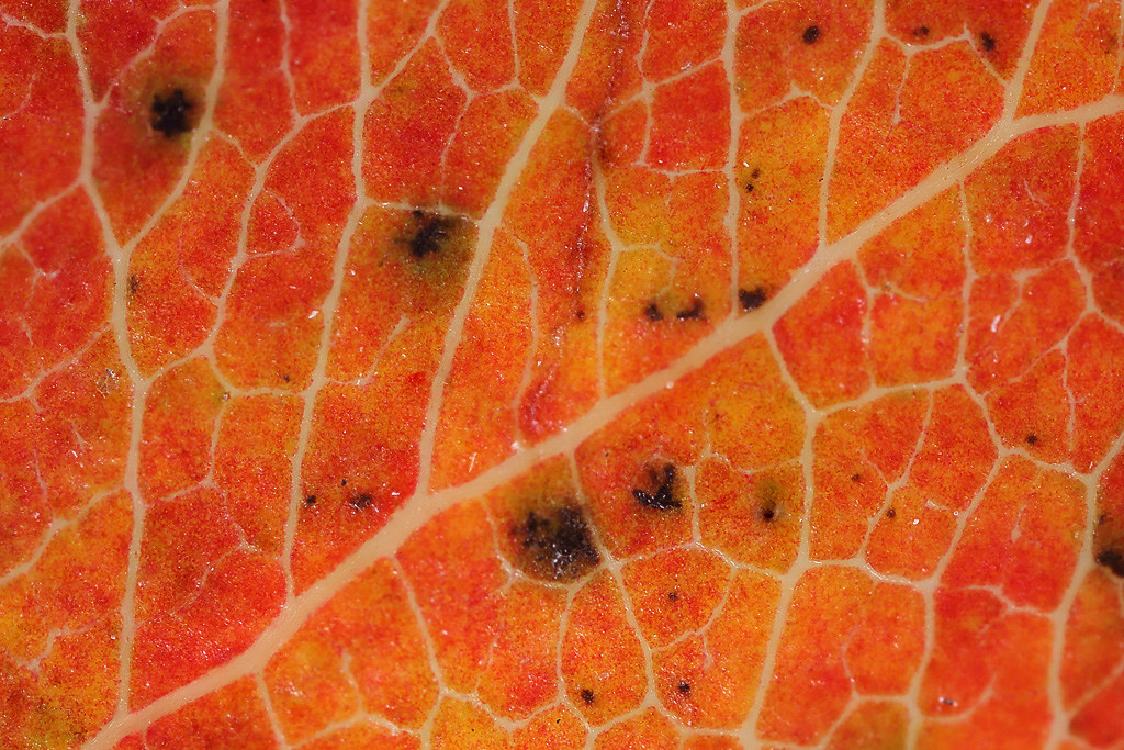 Autumn leaf colour #2 | Autumn leaf colour | Brian Valentine | Flickr