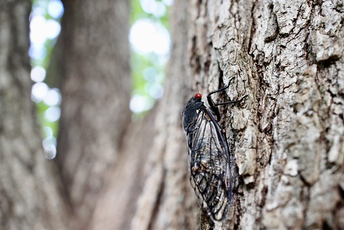 Red-eyed Cicada | by BusyBl.Mts.Grandma