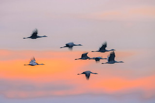 AK0I1389: Sandhill Cranes at Merced Wildlife Refuge