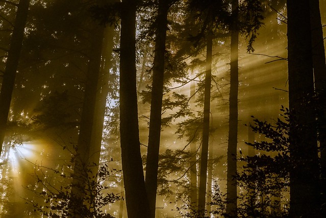 Strahlend schöner Wald - Radiantly beautiful forest